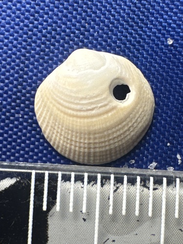 Lucinisca nassula observed 2026-06-04