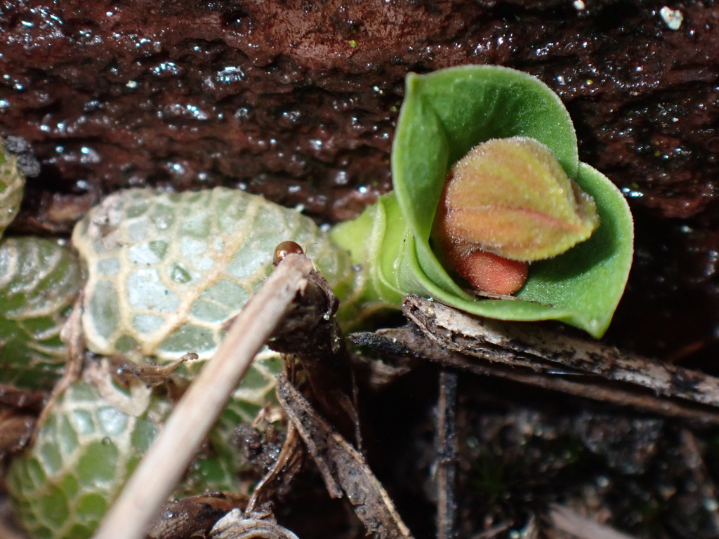 Porpax thaithongiae
