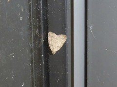 Tolpiodes oligolasia