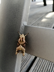 Phlogophora meticulosa