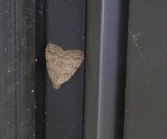 Tolpiodes oligolasia