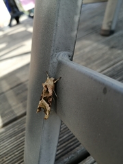 Phlogophora meticulosa