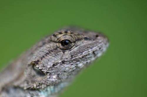 Prairie Lizard, Little Rock, AR, USA, photo 8 of 10