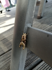 Phlogophora meticulosa