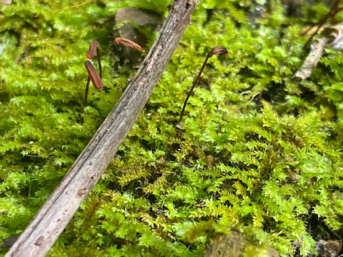 Racopilum strumiferum observed 2026-06-07
