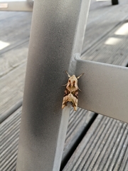 Phlogophora meticulosa