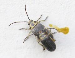 Trirhabda sericotrachyla