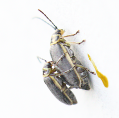 Trirhabda sericotrachyla