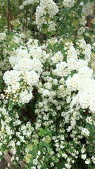 Spiraea × vanhouttei