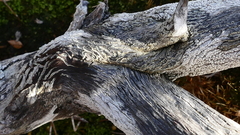 Dracophyllum pearsonii