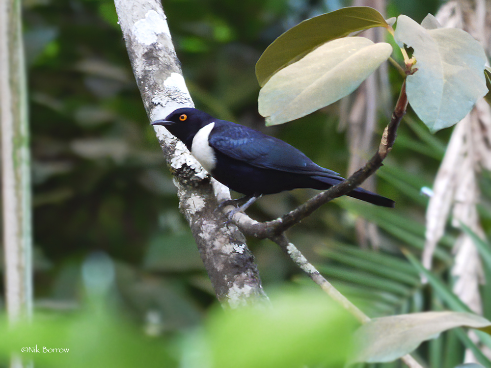 White-collared Starling illustration