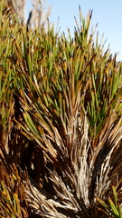 Dracophyllum pearsonii