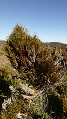Dracophyllum pearsonii