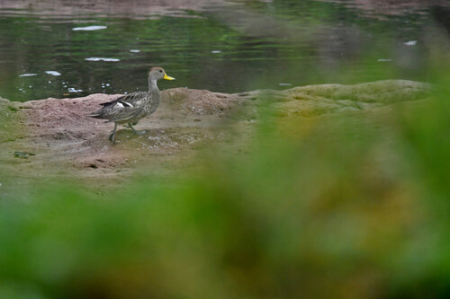 iNaturalist image