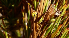 Dracophyllum pearsonii