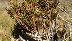 Dracophyllum pearsonii