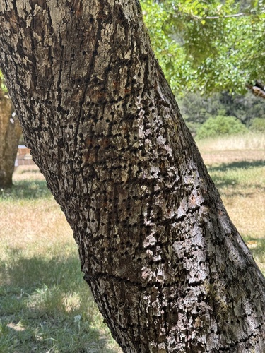 iNaturalist observation photo of Red-breasted Sapsucker