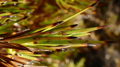 Dracophyllum pearsonii