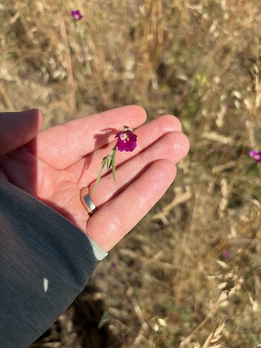 iNaturalist observation photo of Clarkias
