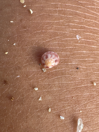 Calliotrochus marmoreus observed 2026-06-05