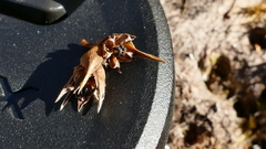 Dracophyllum pearsonii