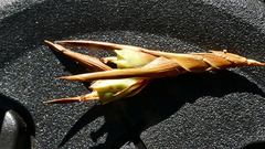 Dracophyllum pearsonii