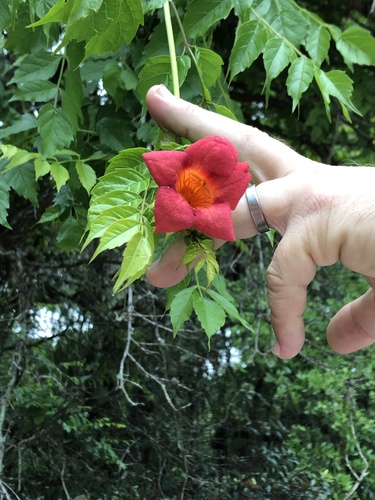 Campsis radicans image