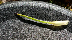 Dracophyllum pearsonii