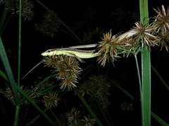 Takydromus sexlineatus
