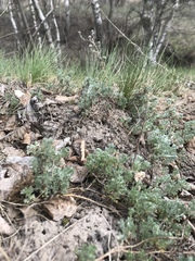 Artemisia austriaca