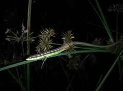 Takydromus sexlineatus