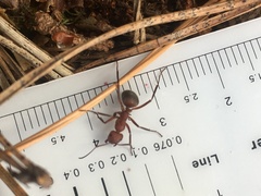 Formica truncorum