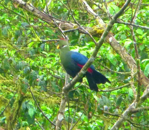 Yellow-billed Turaco (Tauraco macrorhynchus), photo 8