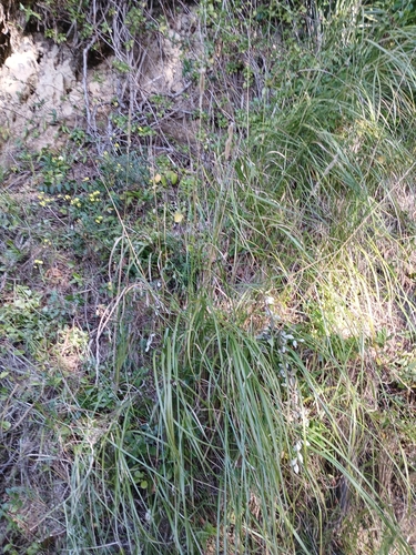 Cenchrus caudatus