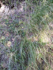 Cenchrus caudatus