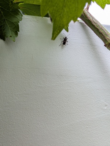 Eastern Boxelder Bug