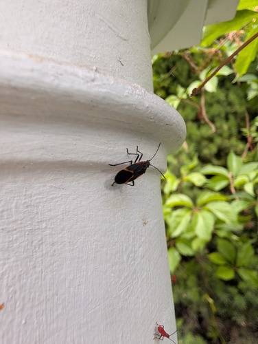 Eastern Boxelder Bug