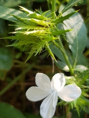 Barleria elegans