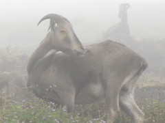 Nilgiritragus hylocrius