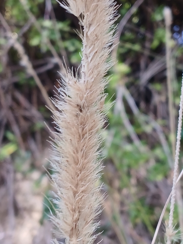 Cenchrus caudatus, photograph 2