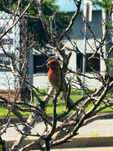 House Finch