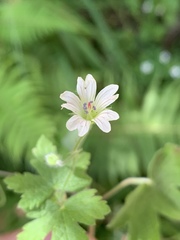 Geranium wakkerstroomianum