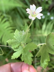 Geranium wakkerstroomianum