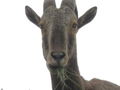 Nilgiritragus hylocrius