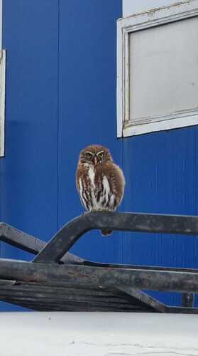 Austral Pygmy-Owl
