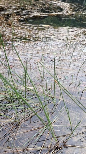Eleocharis dulcis observed 2026-06-07