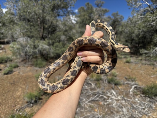 iNaturalist observation photo of Great Basin Gopher Snake