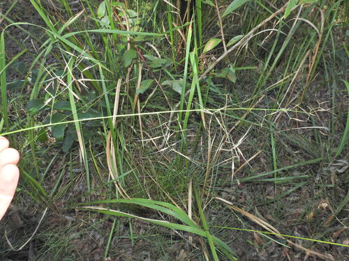 Aristida calycina observed 2026-06-07