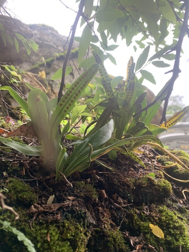 Weeping Fern