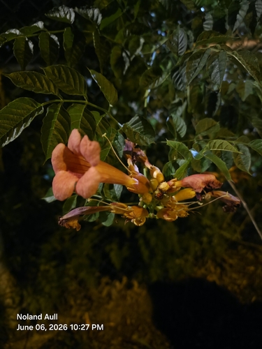 ノウゼンカズラ